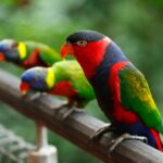 Black-capped lories (Lorius lory